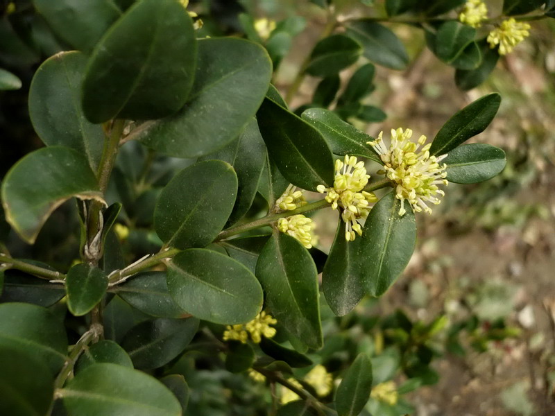 Image of Buxus colchica specimen.