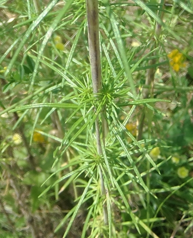 Image of Galium verum specimen.