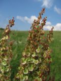 Rumex tuberosus. Часть соцветия. Горный Крым, Долгоруковская яйла. 20 июня 2011 г.