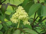 Sambucus racemosa