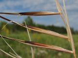 Stipa pulcherrima