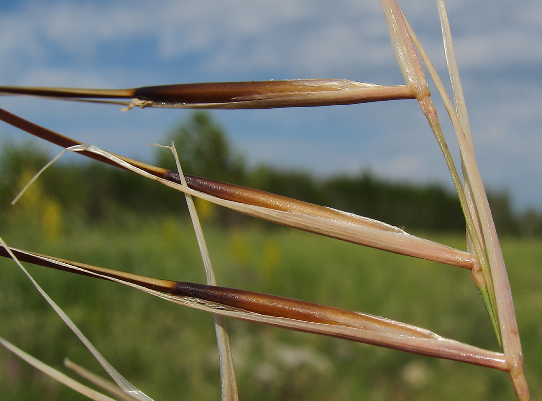 Изображение особи Stipa pulcherrima.