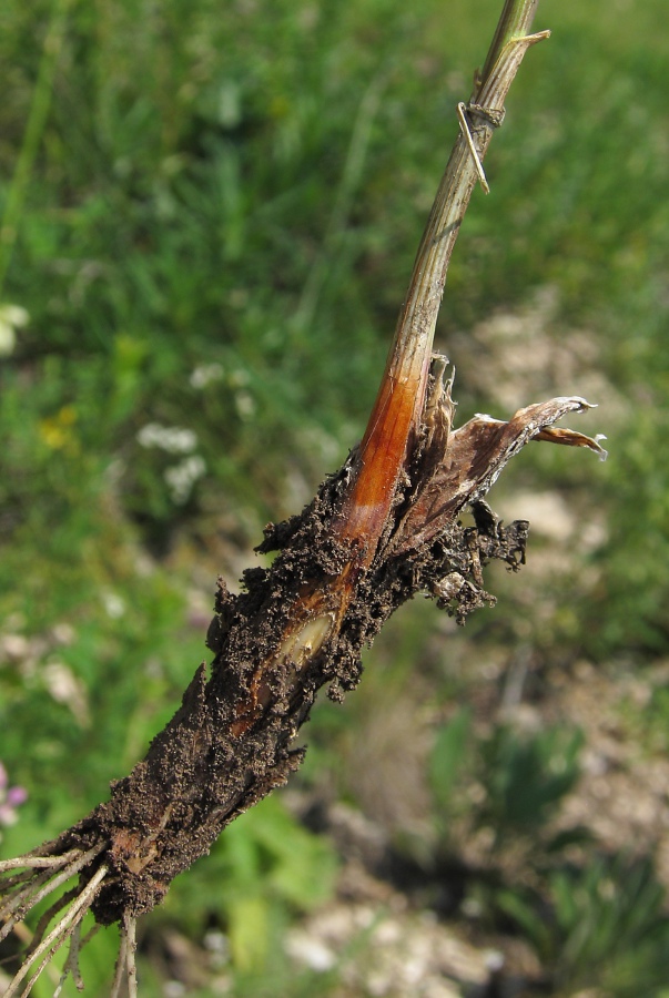 Image of Allium cretaceum specimen.