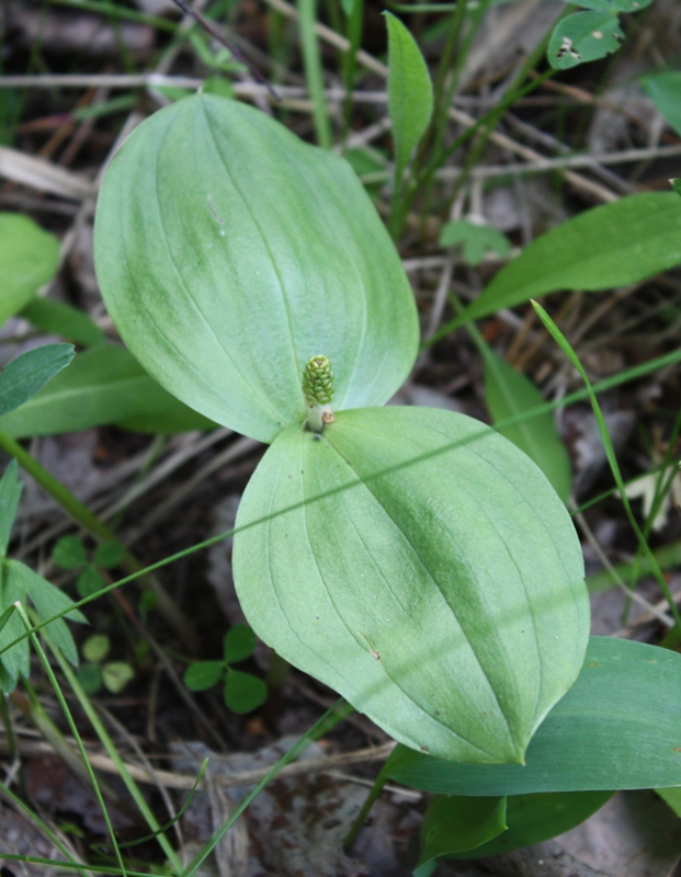 Изображение особи Listera ovata.