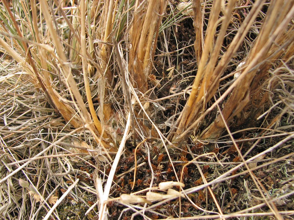 Image of Allium inaequale specimen.