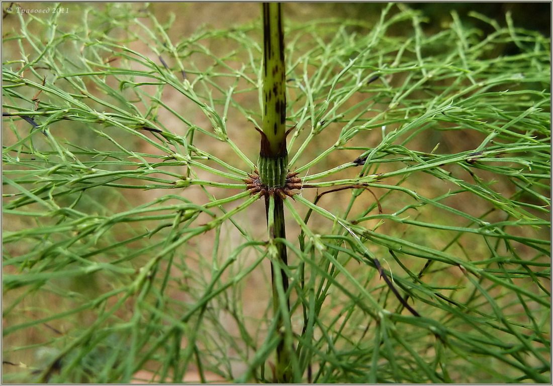 Изображение особи Equisetum sylvaticum.