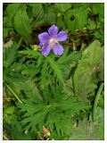 Geranium pratense. Цветущее растение. Республика Татарстан, Волжско-Камский заповедник, 14.07.2005.