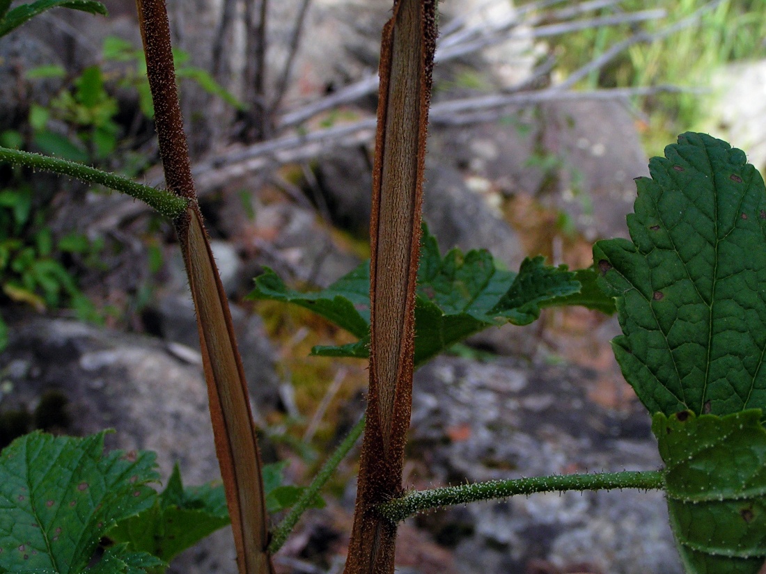 Изображение особи Ribes altissimum.