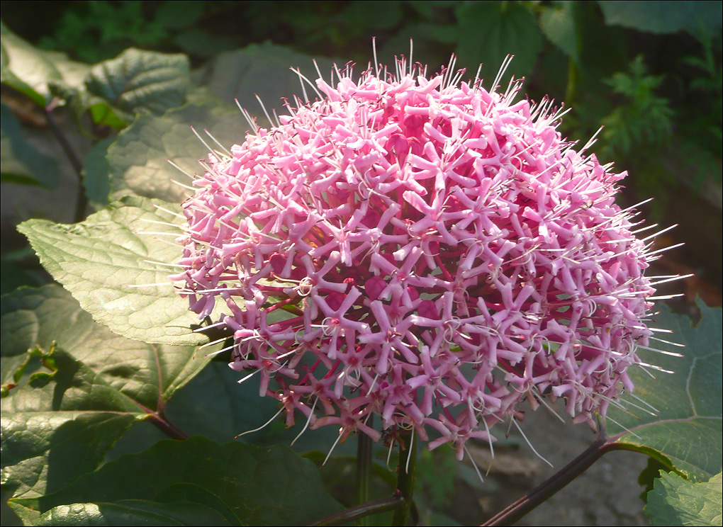 Изображение особи Clerodendrum bungei.