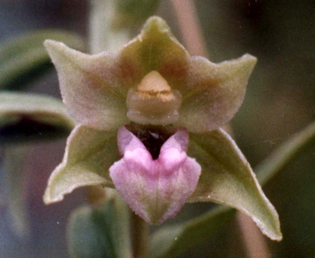Image of Epipactis persica specimen.