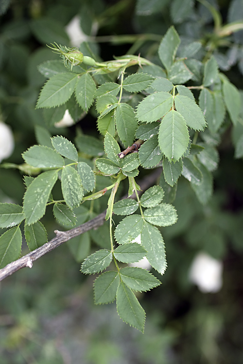 Image of genus Rosa specimen.