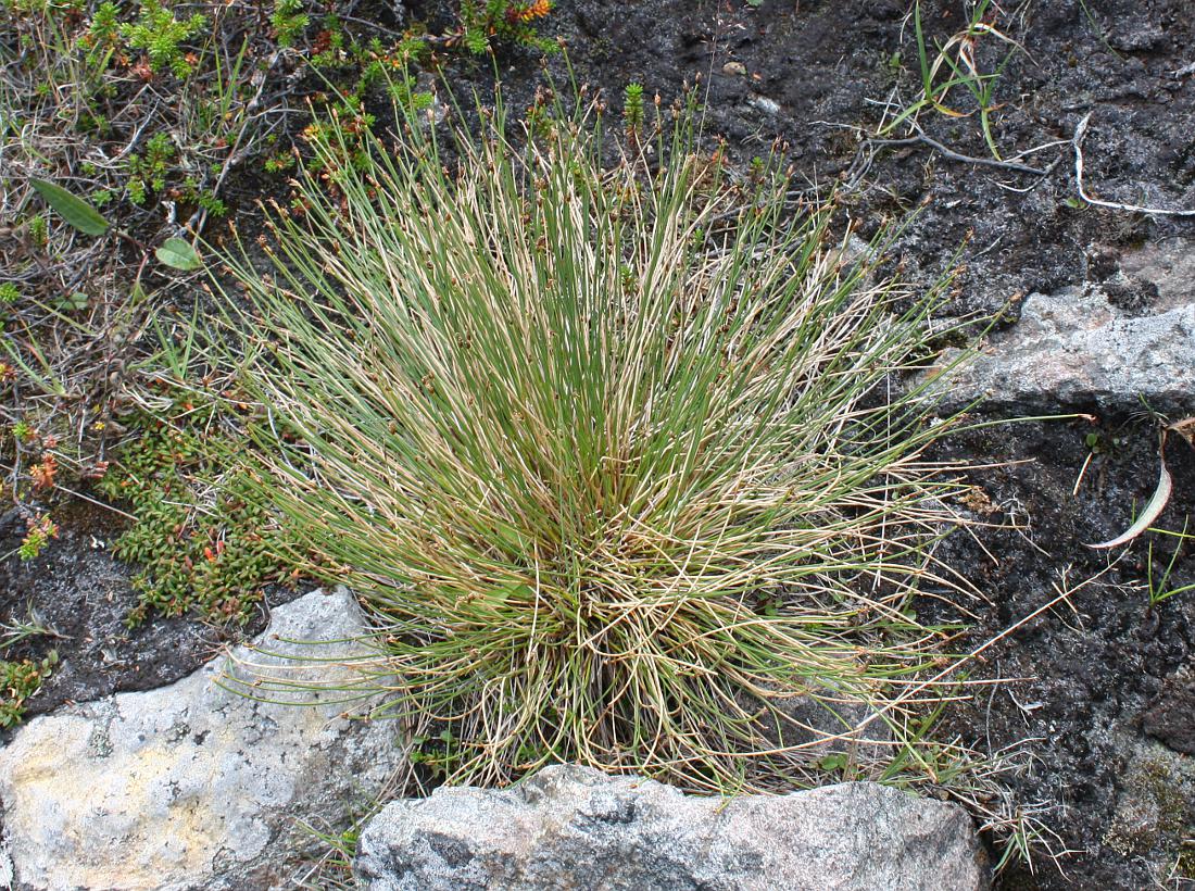 Image of Trichophorum cespitosum specimen.