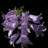 Campanula rapunculoides