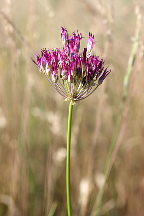 Image of Allium barsczewskii specimen.