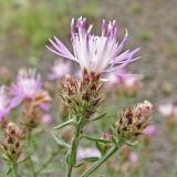 genus Centaurea