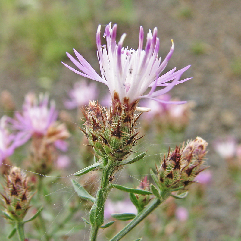 Image of genus Centaurea specimen.