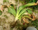 Allium giganteum