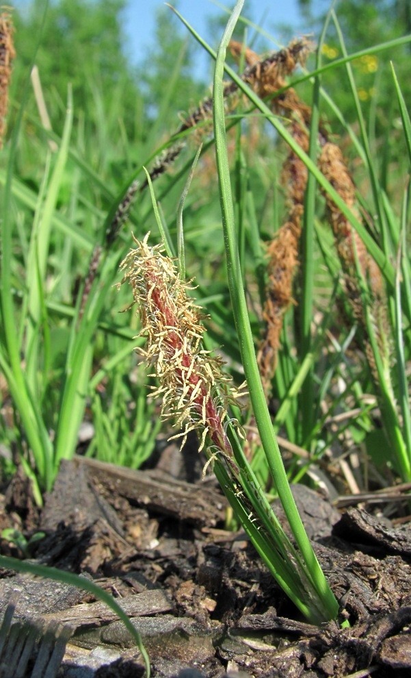 Изображение особи Carex nigra.