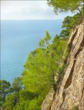 Pinus pityusa. Молодое дерево на скалистом обрыве. Черноморское побережье Кавказа, Геленджик, п. Джанхот, Джанхотский бор сосны пицундской. 24 октября 2010 г.