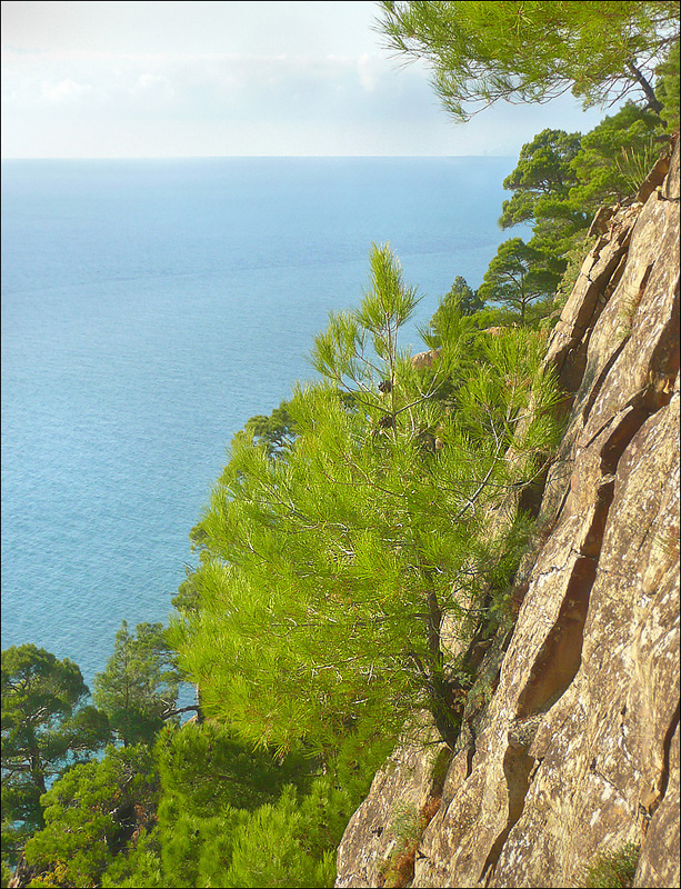 Image of Pinus pityusa specimen.