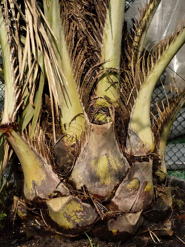 Image of Butia capitata specimen.