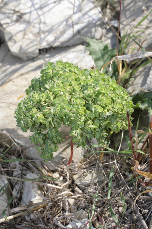 Image of Euphorbia falcata specimen.