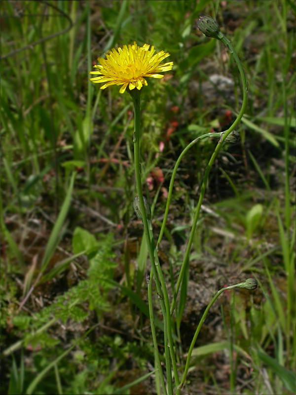 Image of Hypochaeris radicata specimen.