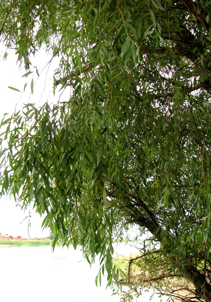 Изображение особи Salix × fragilis.
