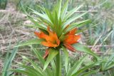 Fritillaria eduardii