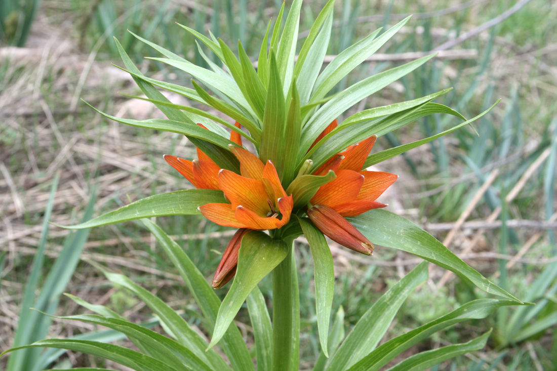 Изображение особи Fritillaria eduardii.