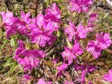 Rhododendron dauricum