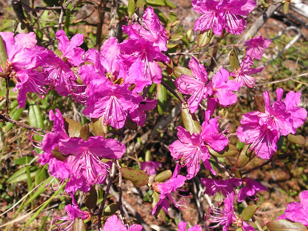 Изображение особи Rhododendron dauricum.