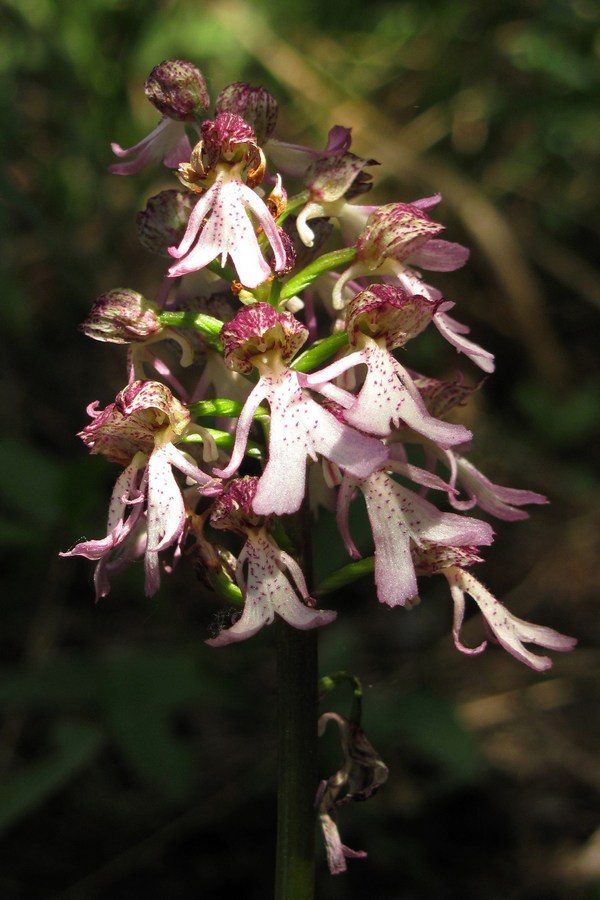 Изображение особи Orchis &times; angusticruris.