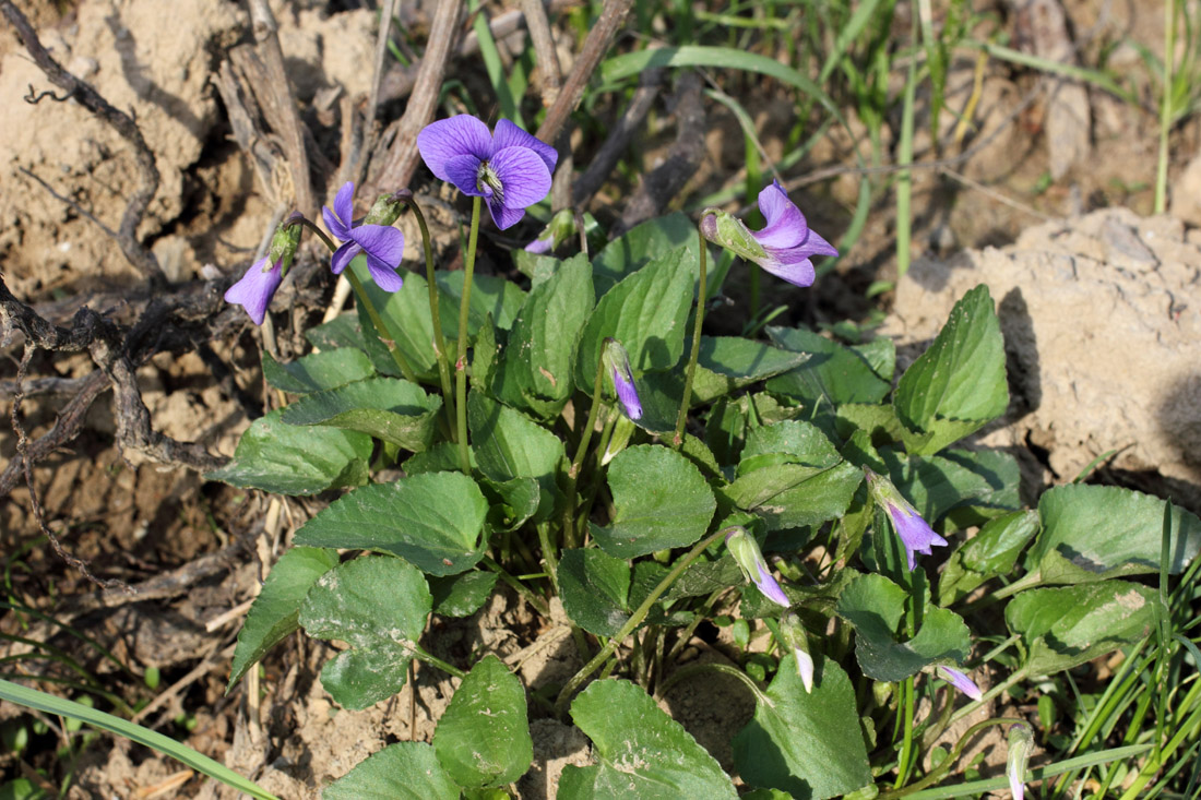Image of genus Viola specimen.
