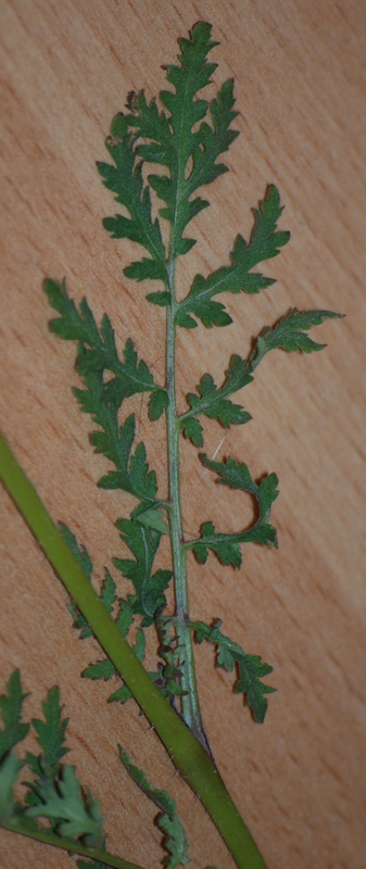 Image of Phacelia tanacetifolia specimen.