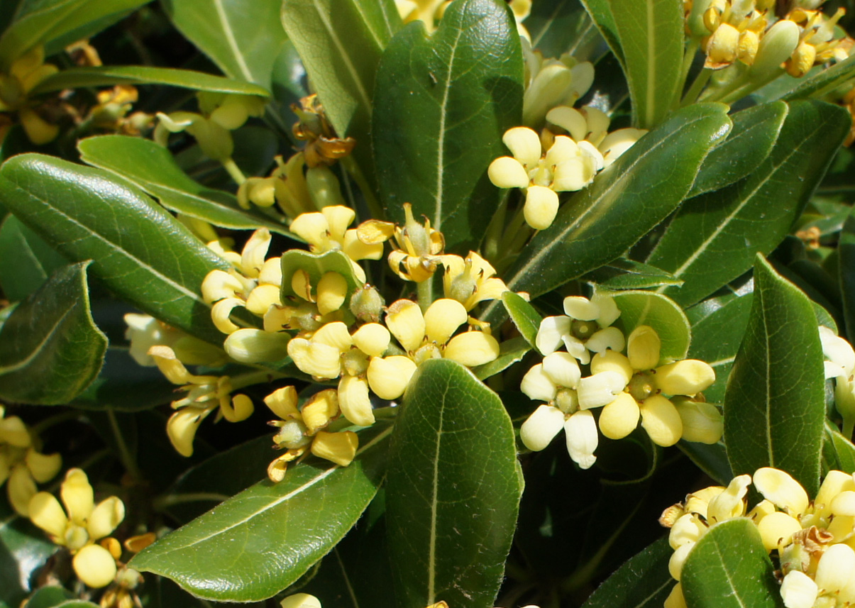 Image of Pittosporum tobira specimen.