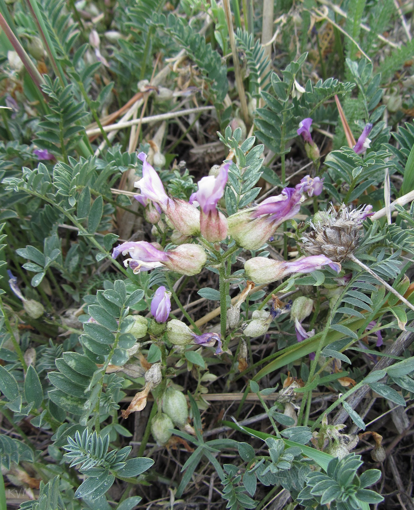 Image of Astragalus megalanthus specimen.