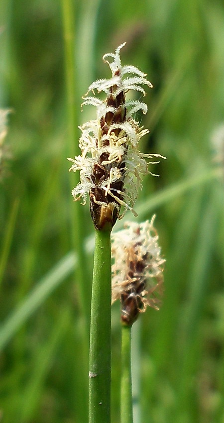 Изображение особи Eleocharis palustris.