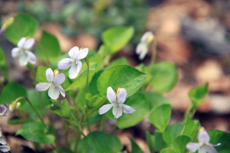 Image of Viola sacchalinensis specimen.