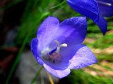 Campanula rotundifolia. Цветок. Республика Саха (Якутия), Томпонский р-н, с. Кескил. 03.07.2012.