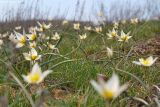 Tulipa biflora