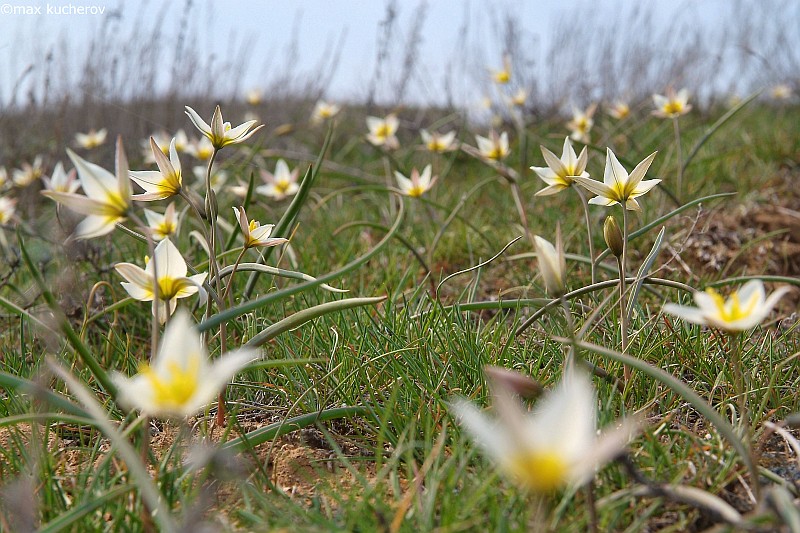 Изображение особи Tulipa biflora.