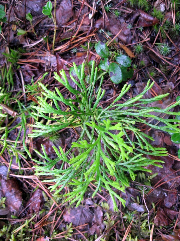 Image of Diphasiastrum complanatum specimen.