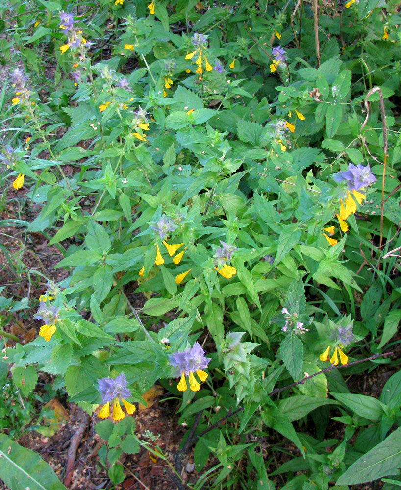 Image of Melampyrum nemorosum specimen.