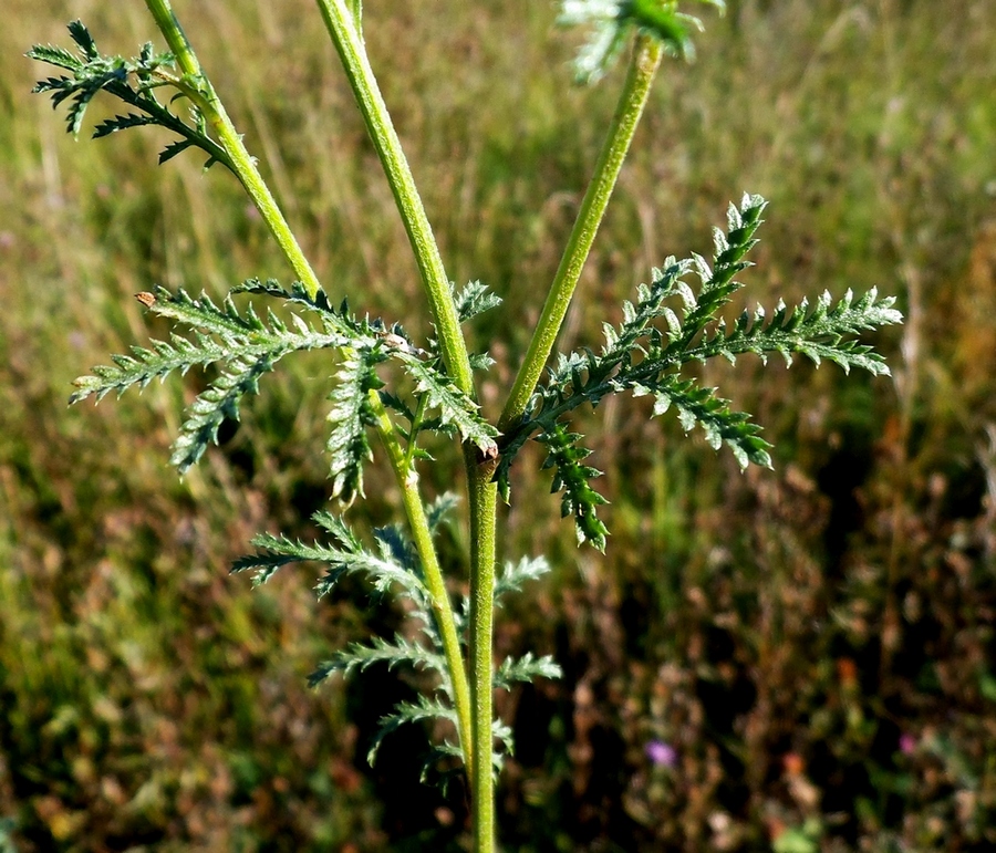 Изображение особи Anthemis tinctoria.