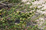 Artemisia arenaria. Побеги с соцветиями. Западный Крым, побережье в окр. Евпатории. 22 августа 2012 г.