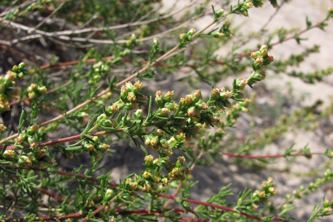 Изображение особи Artemisia arenaria.