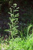 Achillea inundata. Зацветающее растение. Крым, предгорья, р. Альма. 10 июня 2012 г.