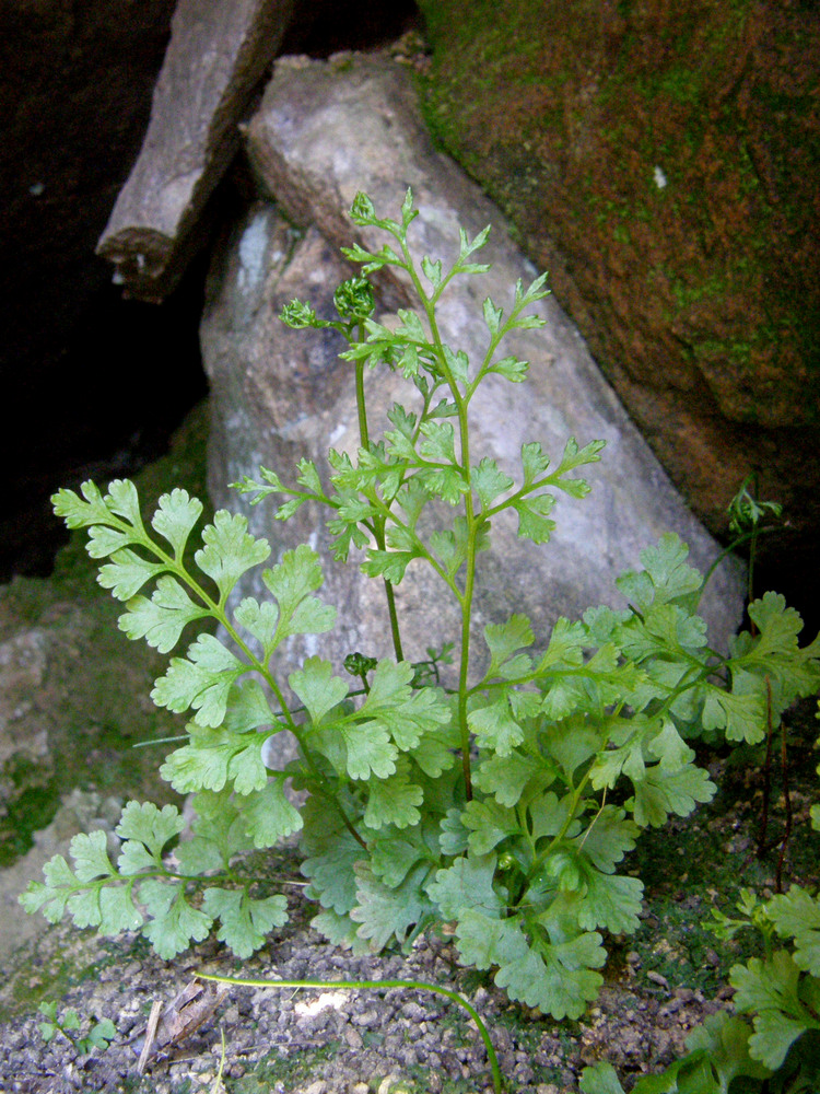 Изображение особи Anogramma leptophylla.