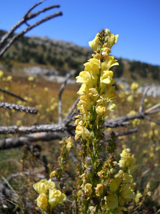 Image of Linaria ruthenica specimen.